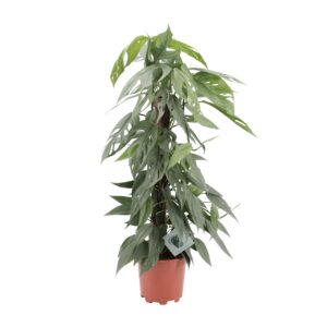 Epipremnum Pinnatum Cebu Blue – Zimmerpflanze Ø17cm H65cm