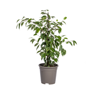 Ficus Benjamina Golden King 17cm Topf, 60-80cm Zimmerpflanze