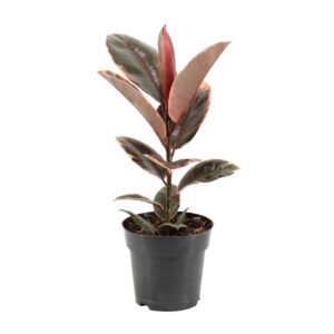 Ficus Elastica Belize Bunt Zimmerpflanze Ø17cm Höhe 55cm