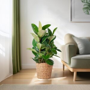 Ficus Elastica Robusta XL mit Korb Torun - 90cm