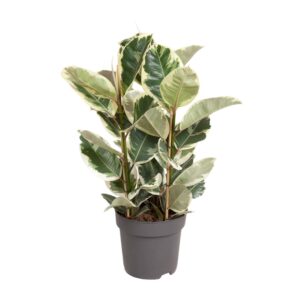 Ficus Elastica Tineke Bunt - Zimmerpflanze 100cm Höhe Ø27cm