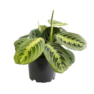 Maranta Lemon Lime Pflanze Ø12cm x 30cm – Zimmerpflanze mit leuchtendem Grün