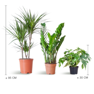 Medium Shade Pflanzbox - Ohne Dekotopf