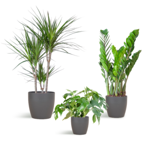 Mittlerer Schattenpflanzkasten mit grauem Vibers-Topf