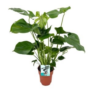 Monstera Deliciosa - Grüne Zimmerpflanze, Ø19cm, 60cm Höhe
