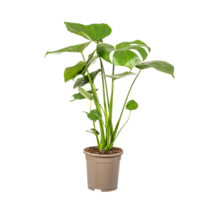 Monstera Deliciosa Tauerii Grünpflanze 50-70cm | Zimmerpflanze Ø17cm