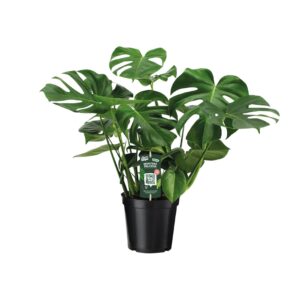 Monstera Deliciosa Zimmerpflanze - Grün, 65cm Hoch, 21cm Topf
