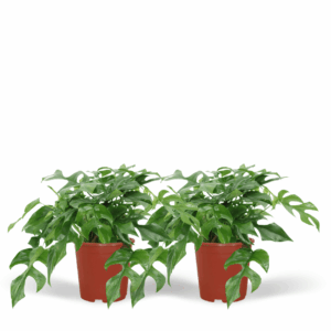 Monstera Minima Zimmerpflanze – 2 Lochpflanzen, 15cm Topf, grün