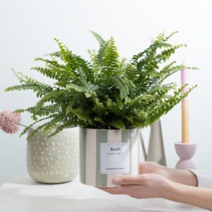 Nephrolepis Green Lady Geschenk mit Grußkarte – 12cm Topf