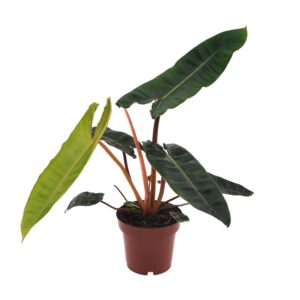 Philodendron Billietiae - Grüne Zimmerpflanze, Ø12cm, 25cm Hoch