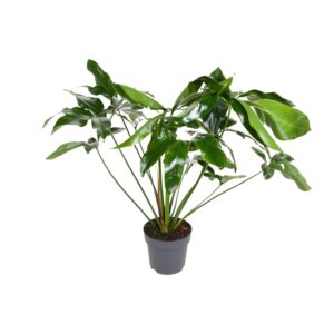 Philodendron Green Wonder – Zimmerpflanze, 24cm Topf, 100cm Höhe