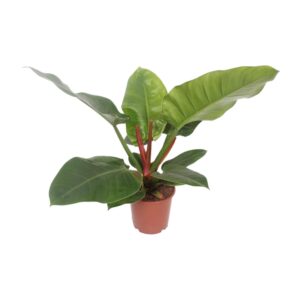 Philodendron Imperial Green 60cm – Tropische Zimmerpflanze Ø17cm