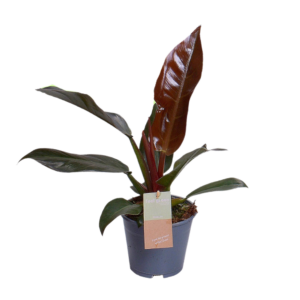 Philodendron Imperial Red Feel Green – 14cm Topf, 35cm hoch