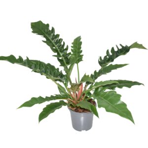 Philodendron Narrow Escape – Grüne Zimmerpflanze Ø19cm H55cm