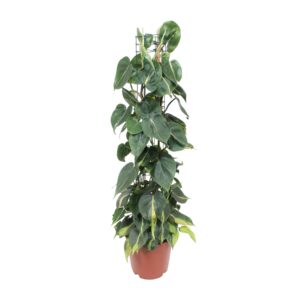 Philodendron Scandens Brasil – 120cm Höhe, 24cm Topf, Bunt, Zimmerpflanze