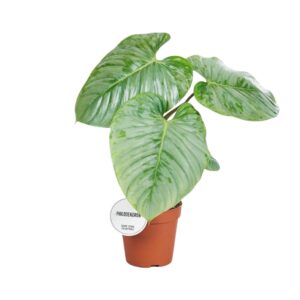 Philodendron Sodiroi - Silberblatt, 45cm hoch, 15cm Topf Zimmerpflanze