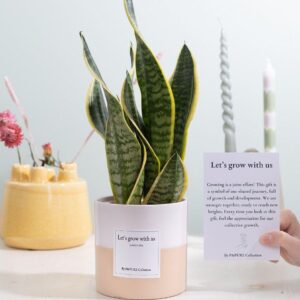 Sansevieria Geschenk mit Grußkarte – 12cm Topf, 30cm Höhe
