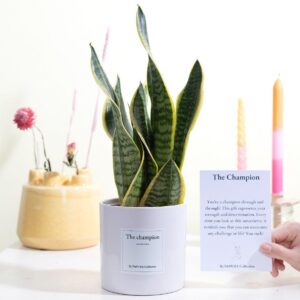 Sansevieria Geschenk 'The Champion' – 12cm Topf, 30cm, mit Karte