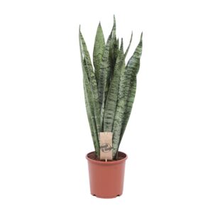 Sansevieria Zeylanica Zimmerpflanze, Grün, 70cm Hoch, Ø17cm Topf