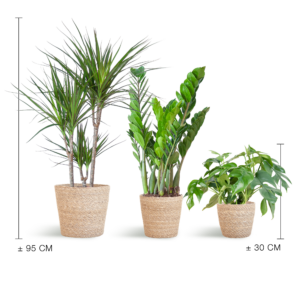 Schattenpflanzkasten - Mittel - Korb Sofia