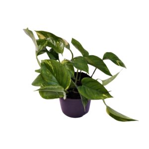 Scindapsus Aureum – Goldene Efeutute, 12cm Topf, 25cm Höhe