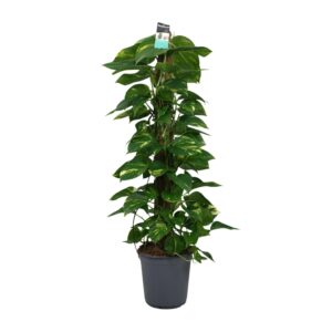 Scindapsus Epipremnum 120cm – Grüne Zimmerpflanze Ø24cm Topf