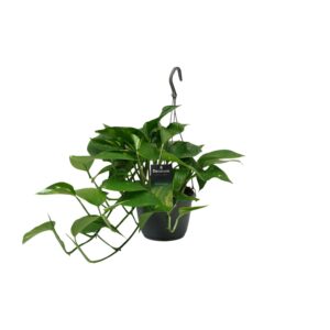 Scindapsus (Epipremnum) Grünpflanze – 15cm Topf, 45cm Hoch