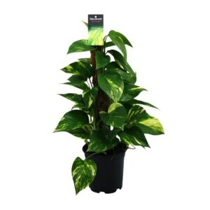 Scindapsus (Epipremnum) Grünpflanze – 15cm Topf, 50cm Höhe