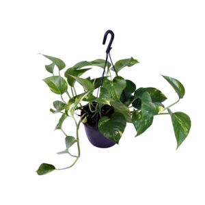 Scindapsus Pictus Trebie – Silberblatt Zimmerpflanze, Ø15cm, 30cm hoch
