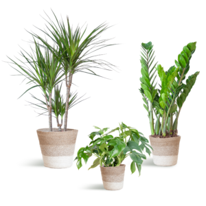 Shade Pflanzkasten Medium mit Korb Lissabon Weiß