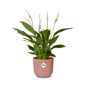 Spathiphyllum 12 Cm Torelli in ELHO Vibes Fold 14cm roze