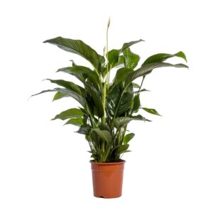 Spathiphyllum Bellini Friedenslilie - 100cm Höhe, 24cm Topf, Grün