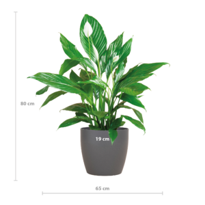 Spathiphyllum mit grauem Topf – 80 cm – Ø21
