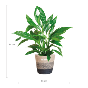 Spathiphyllum mit Korb Lissabon Schwarz - 80cm Ø21