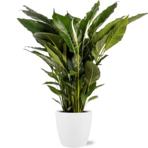 Spathiphyllum Sweet Sebastiano 110cm im weißen Brüssel Topf 24cm