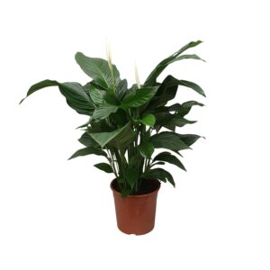 Spathiphyllum Sweet Silvana - Große Einblatt Pflanze 80cm, Ø24cm