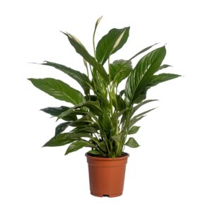 Spathiphyllum Vivaldi - Einblatt Pflanze 70cm, Grün, Topf Ø17cm