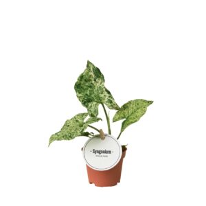 Syngonium Mottled Pflanze – Buntes Blatt, 15cm, 6cm Topf