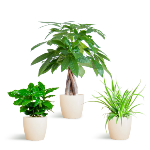 Tierfreundliche Pflanzbox - Klein - Viber Weiß Ø12