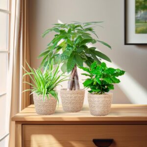 Tierfreundlicher Pflanzenkasten - klein - Korb Sofia Ø12