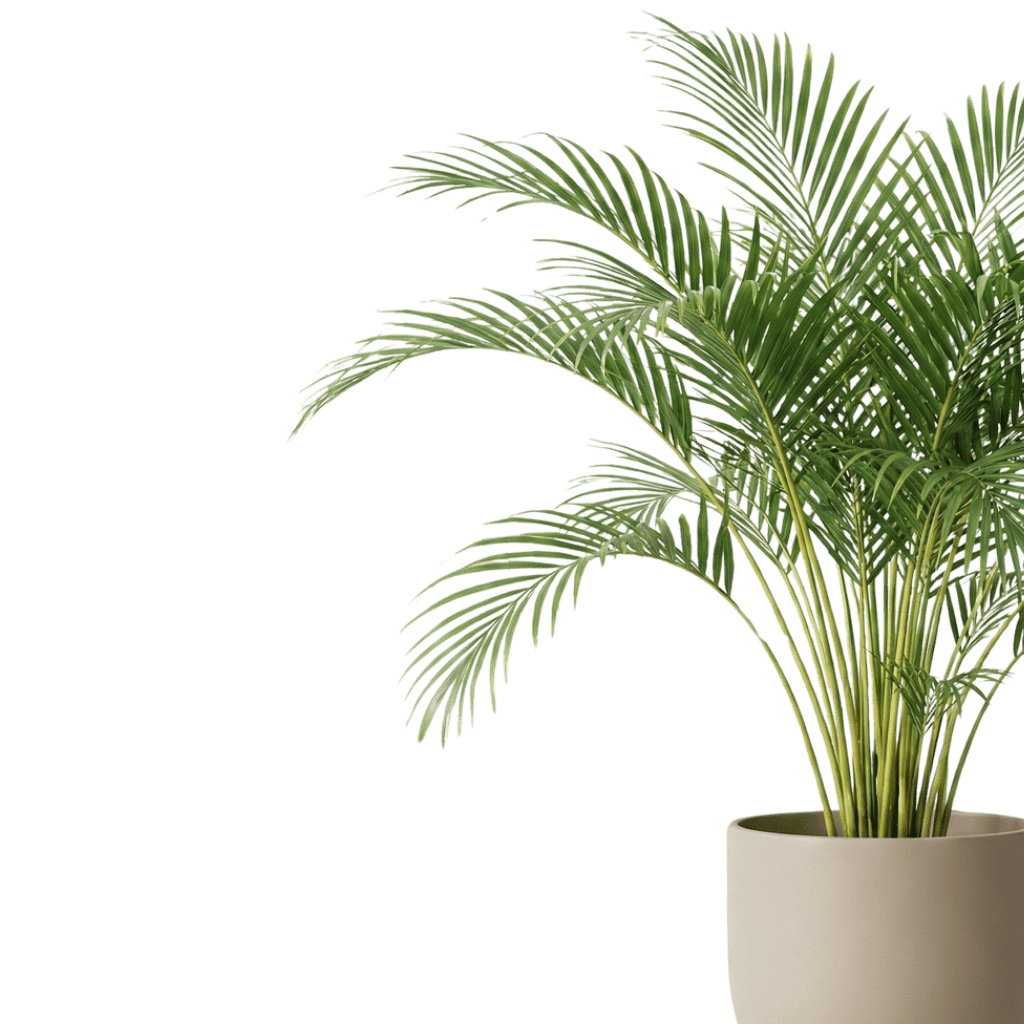 Areca-Palme im Footer