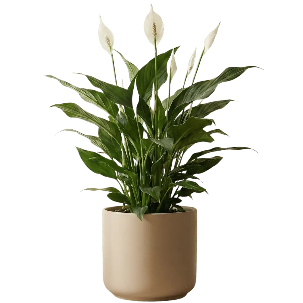 Einblatt (Spathiphyllum)